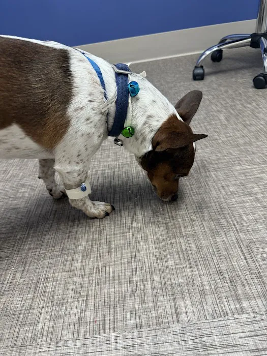 BluePearl Pet Hospital Picture 3