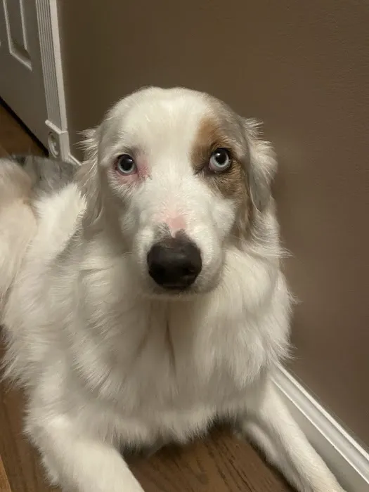 BluePearl Pet Hospital Picture 9