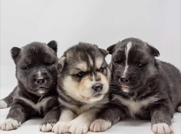 Heavenly Puppys Picture 4