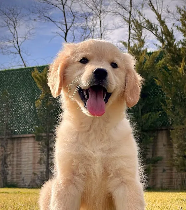 Heavenly Puppys Picture 2