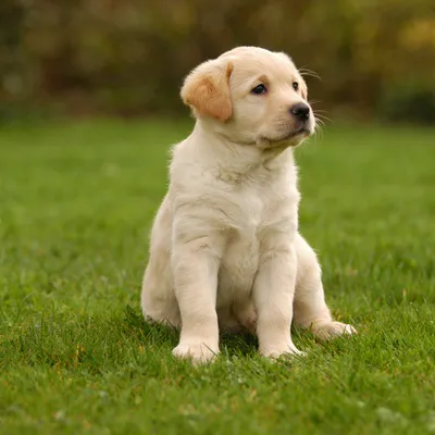 Heavenly Puppys Picture 6