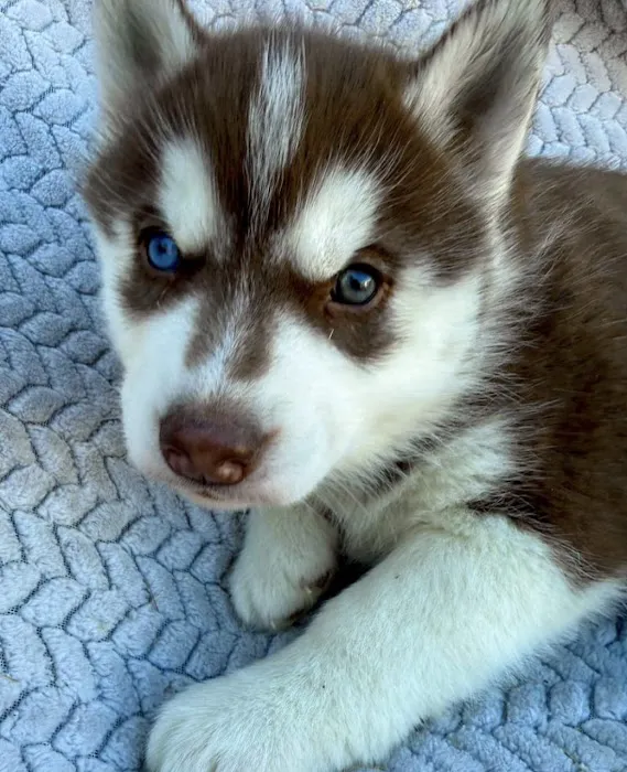 Heavenly Puppys Picture 3