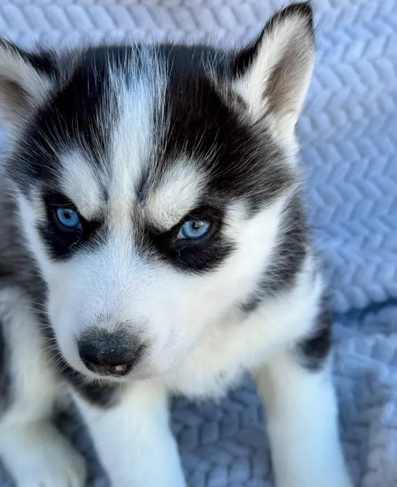 Heavenly Puppys Picture 5