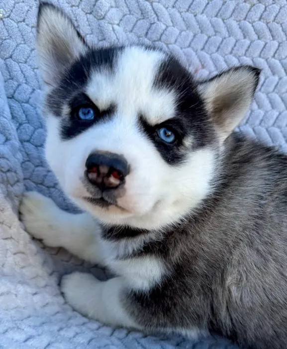 Heavenly Puppys Picture 8