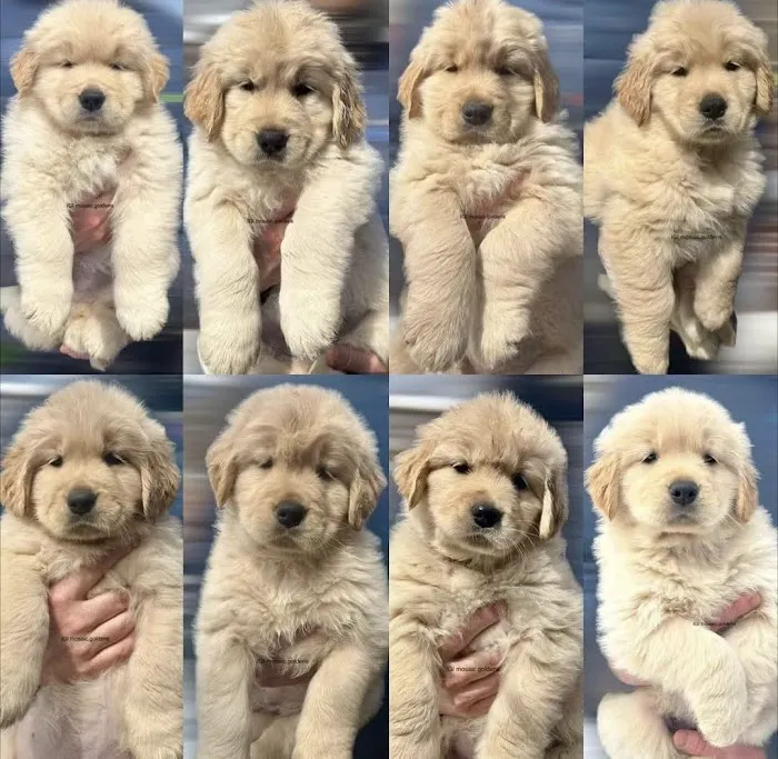 Heavenly Puppys Picture 9