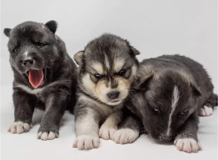 Heavenly Puppys Picture 10