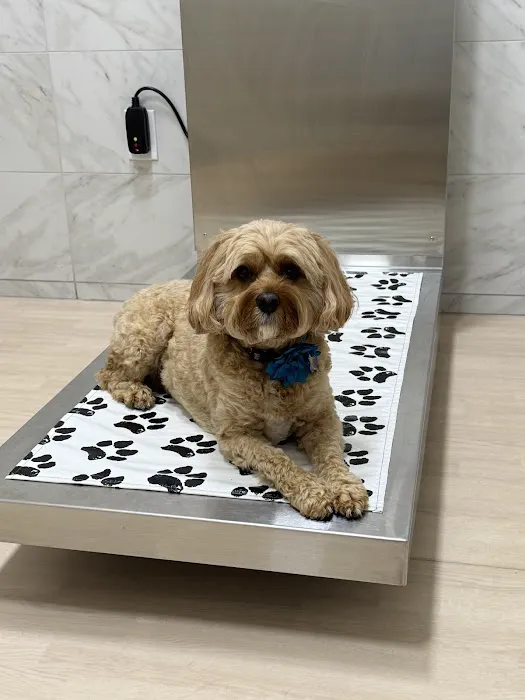 Pets Furst Urgent Care Picture 4