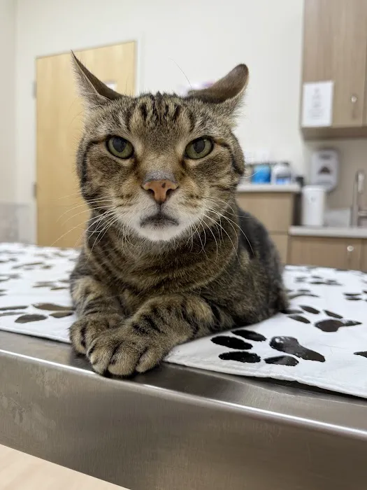 Pets Furst Urgent Care Picture 6