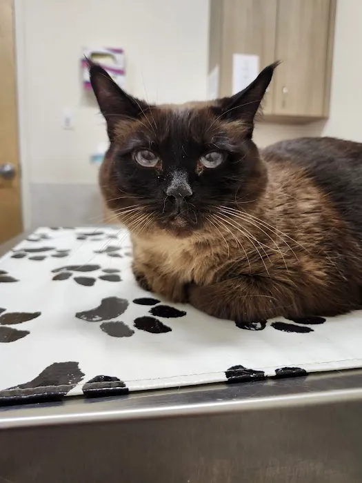 Pets Furst Urgent Care Picture 7