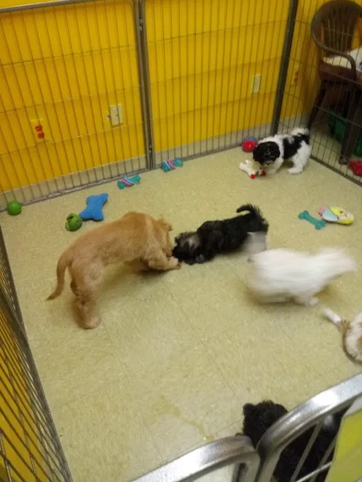 Pet Palace of New City Picture 2