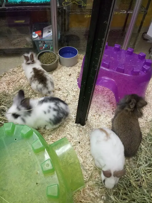 Pet Palace of New City Picture 4