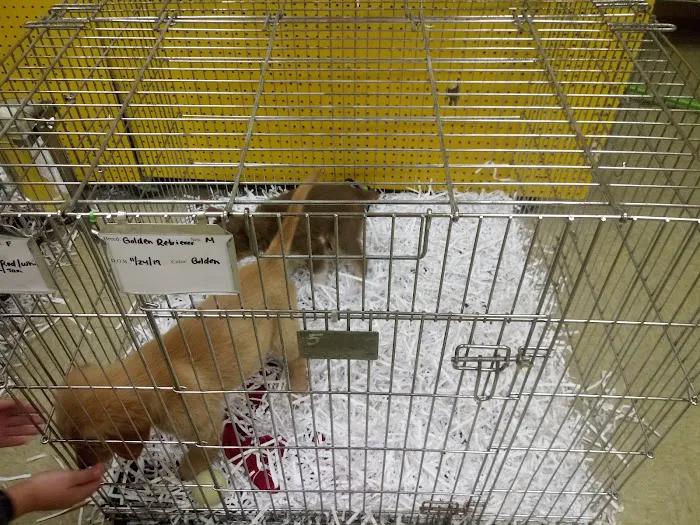 Pet Palace of New City Picture 5