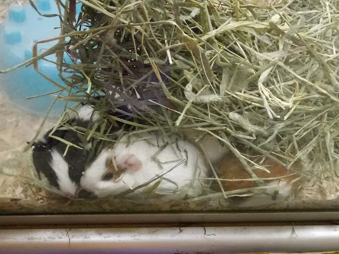 Pet Palace of New City Picture 9