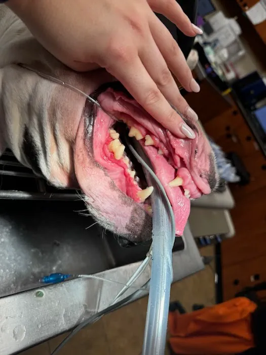 Banfield Pet Hospital Picture 5