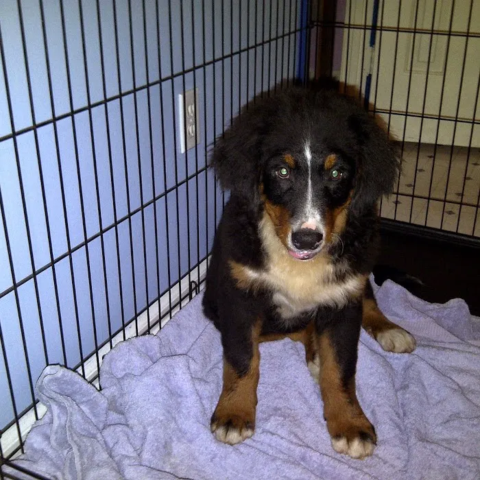 Banfield Pet Hospital Picture 4