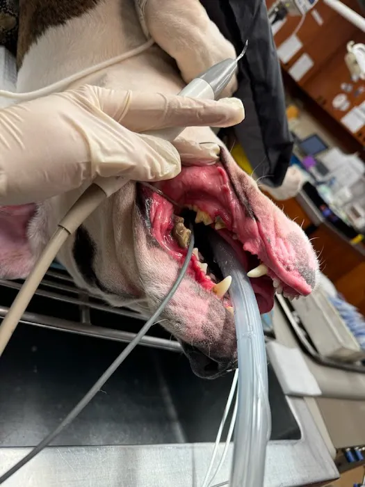 Banfield Pet Hospital Picture 10