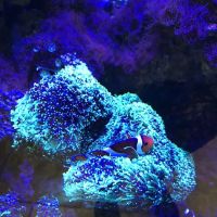 Clearwater Aquarium Services ico