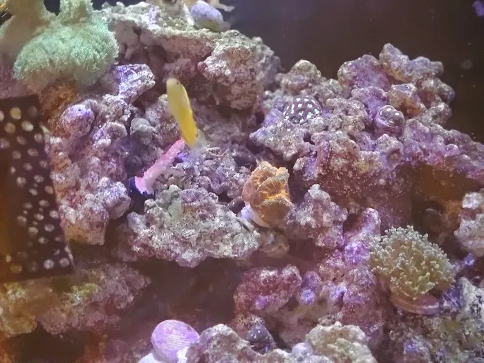 Dynamic Tank Design Picture 6