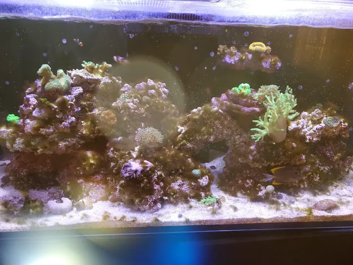 Dynamic Tank Design Picture 10