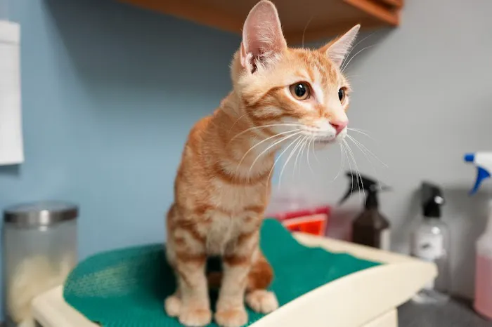 Ace of Spays: Optimizing Spay/Neuter Care Picture 1