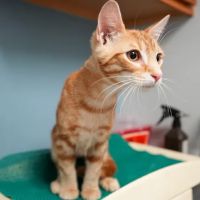 Ace of Spays: Optimizing Spay/Neuter Care ico
