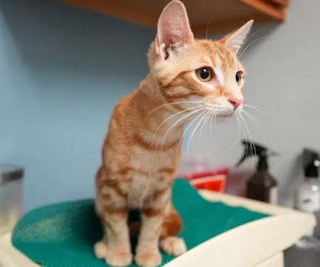 Ace of Spays: Optimizing Spay/Neuter Care