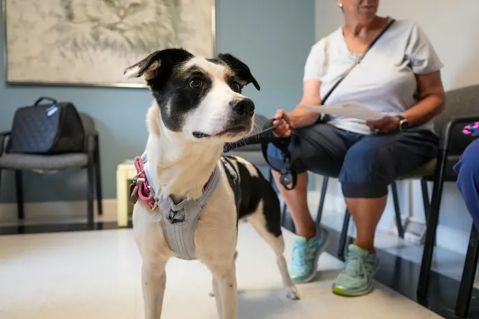 Ace of Spays: Optimizing Spay/Neuter Care Picture 4