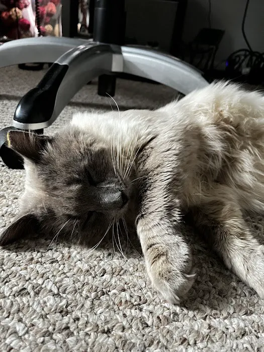 Ace of Spays: Optimizing Spay/Neuter Care Picture 9