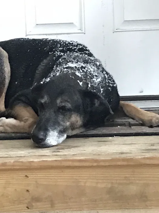 Ace of Spays: Optimizing Spay/Neuter Care Picture 10