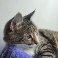 Bryan Animal Hospital ico