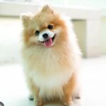 Pet Super Store