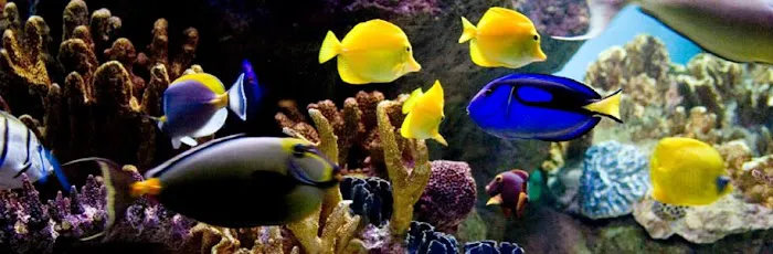 Aquarium Network Picture 3