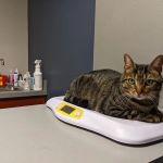 King of Prussia Veterinary Hospital
