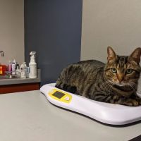 King of Prussia Veterinary Hospital ico