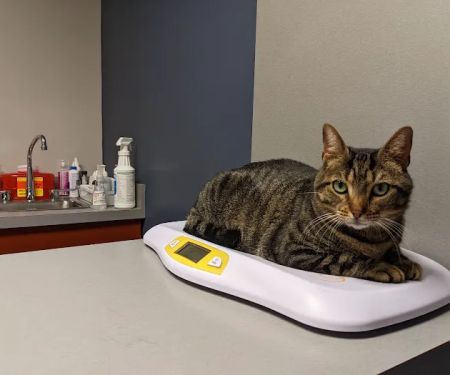 King of Prussia Veterinary Hospital
