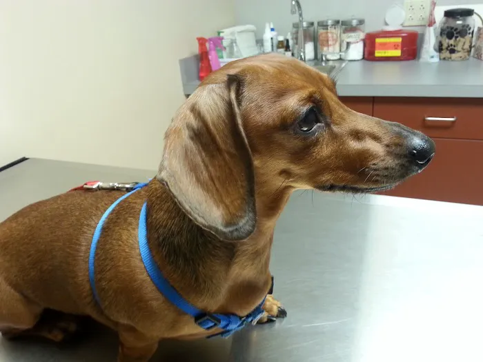 King of Prussia Veterinary Hospital Picture 2