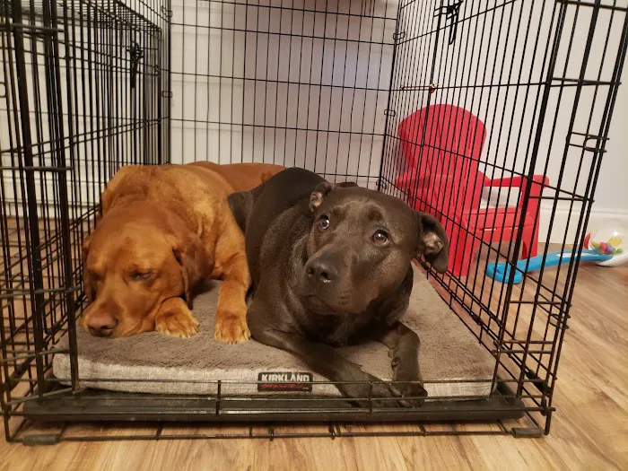 King of Prussia Veterinary Hospital Picture 8