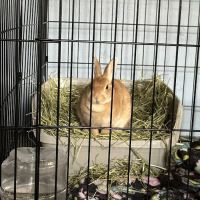 Exotic and Small Animal Hospital of Pennsylvania ico