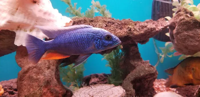 Aquariums Alive Picture 2