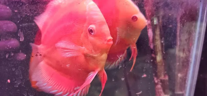 Aquariums Alive Picture 4