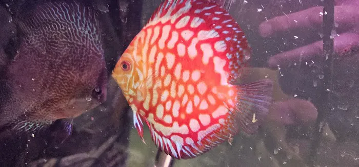 Aquariums Alive Picture 6
