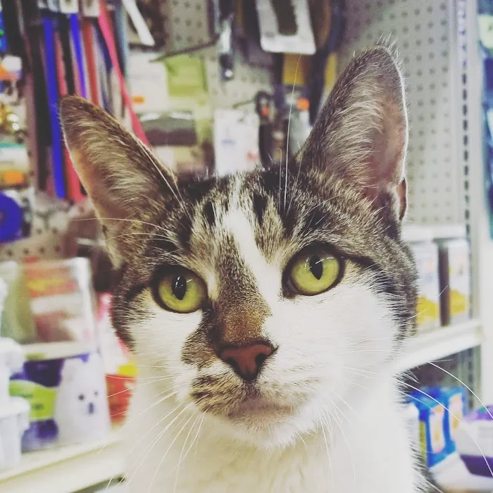 Animal Pantry Picture 5