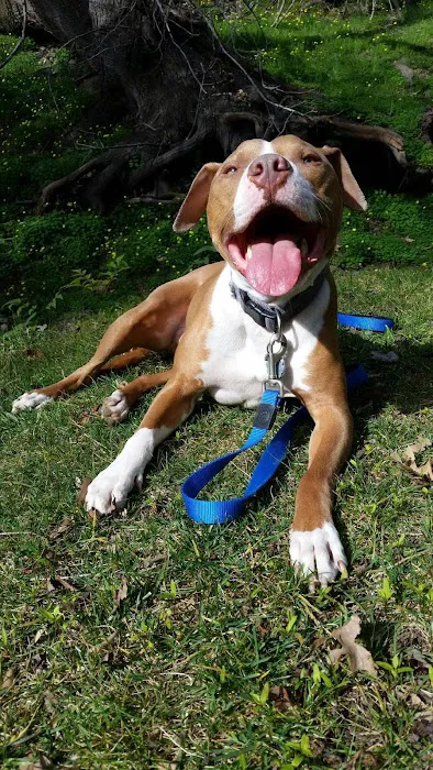 Metropolitan Veterinary Associates Picture 7