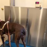 Creature Comforts Veterinary Hospital