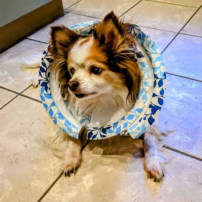 Creature Comforts Veterinary Hospital Picture 9