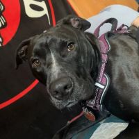 Main Street Animal Hospital ico