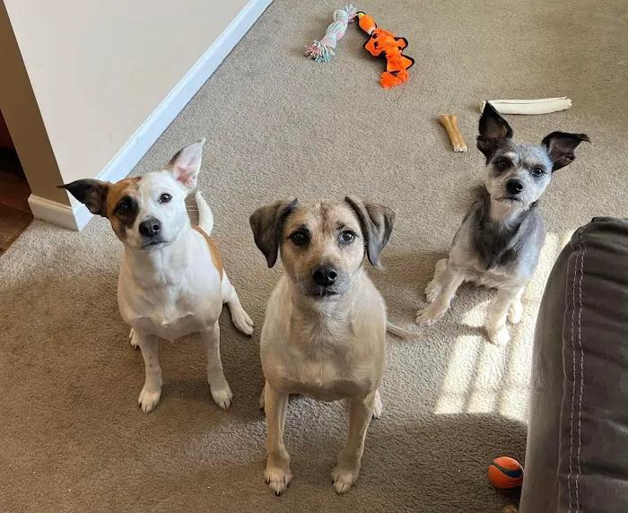 Main Street Animal Hospital Picture 8