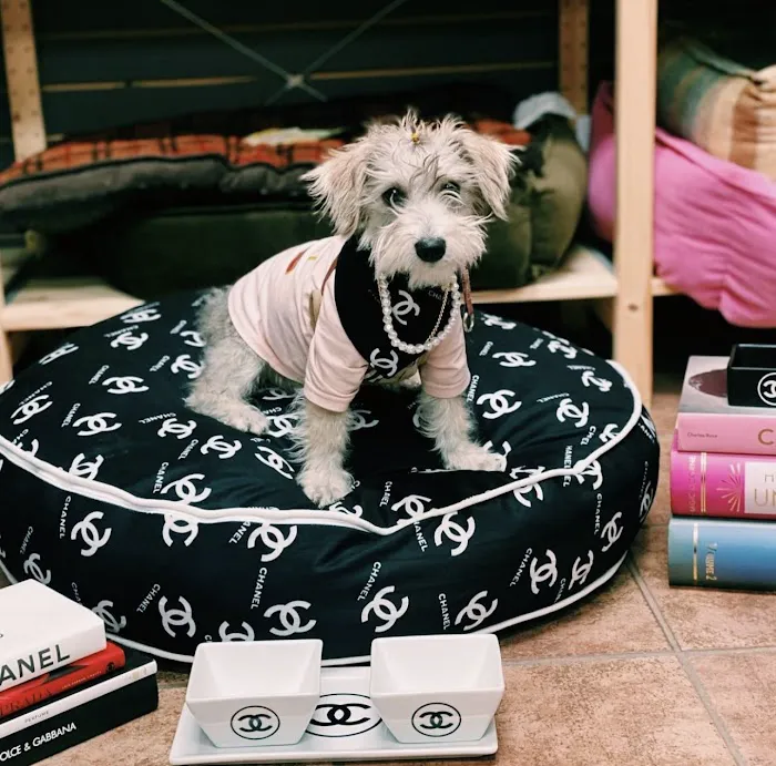 Community Pet Supplies - Huntington Village Picture 3