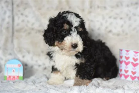 BowWow Babies Picture 1