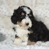 BowWow Babies ico